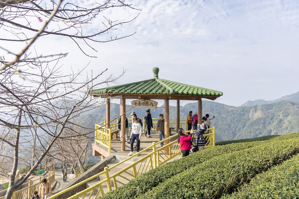 「粉紅巨龍」現身南投茶園！綿延200公尺櫻花步道美翻，２月中旬前免費拍到飽