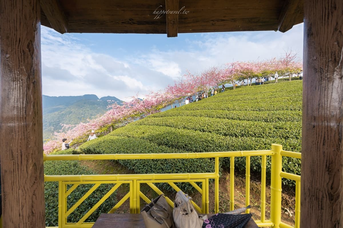 「粉紅巨龍」現身南投茶園！綿延200公尺櫻花步道美翻，２月中旬前免費拍到飽
