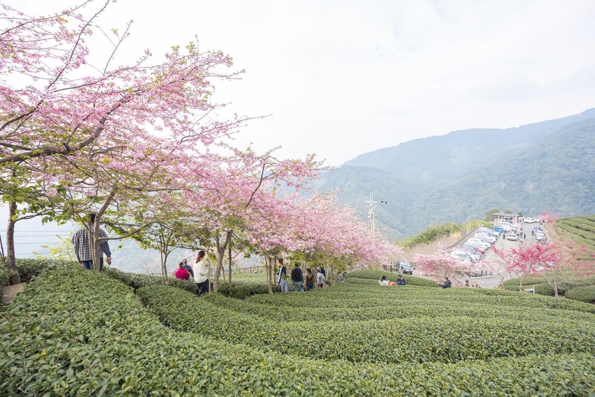 「粉紅巨龍」現身南投茶園！綿延200公尺櫻花步道美翻，２月中旬前免費拍到飽