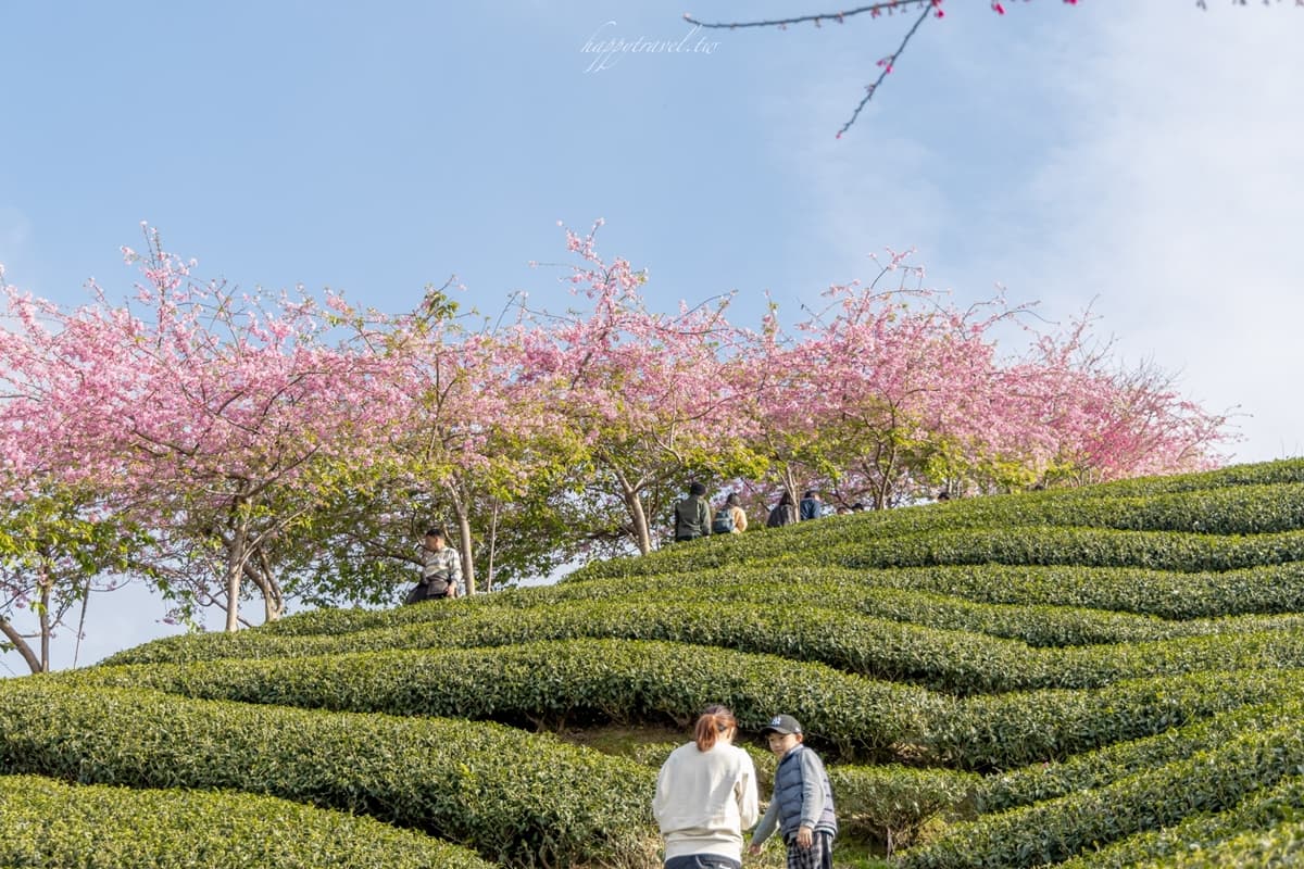 「粉紅巨龍」現身南投茶園！綿延200公尺櫻花步道美翻，２月中旬前免費拍到飽