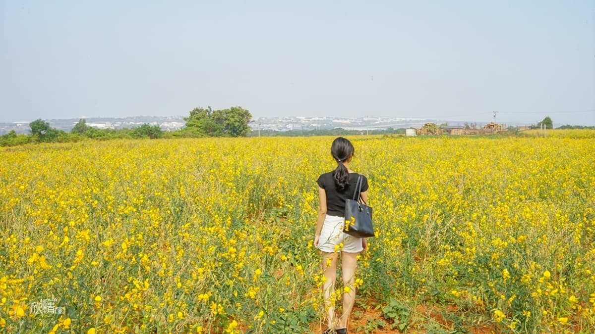 白天時陽光灑落，搭配藍天白雲也很好拍。（圖片來源：欣晴。美食旅遊生活分享）