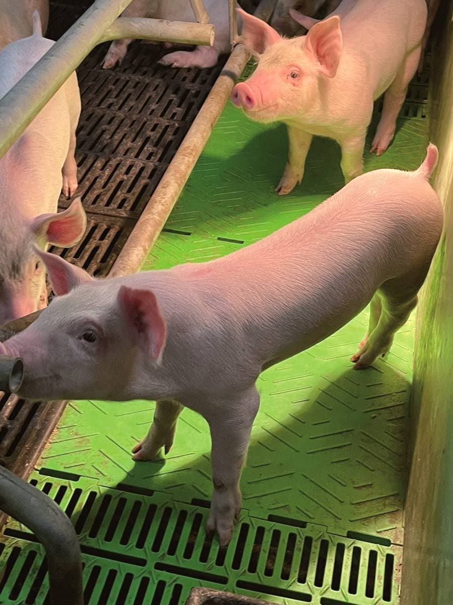 你吃的爌肉飯跟他有關!台灣「最神祕職業」每天上班2小時,全靠獨到眼光 你吃的爌肉飯跟他有關!台灣「最神祕職業」每天上班2小時,全靠獨到眼光