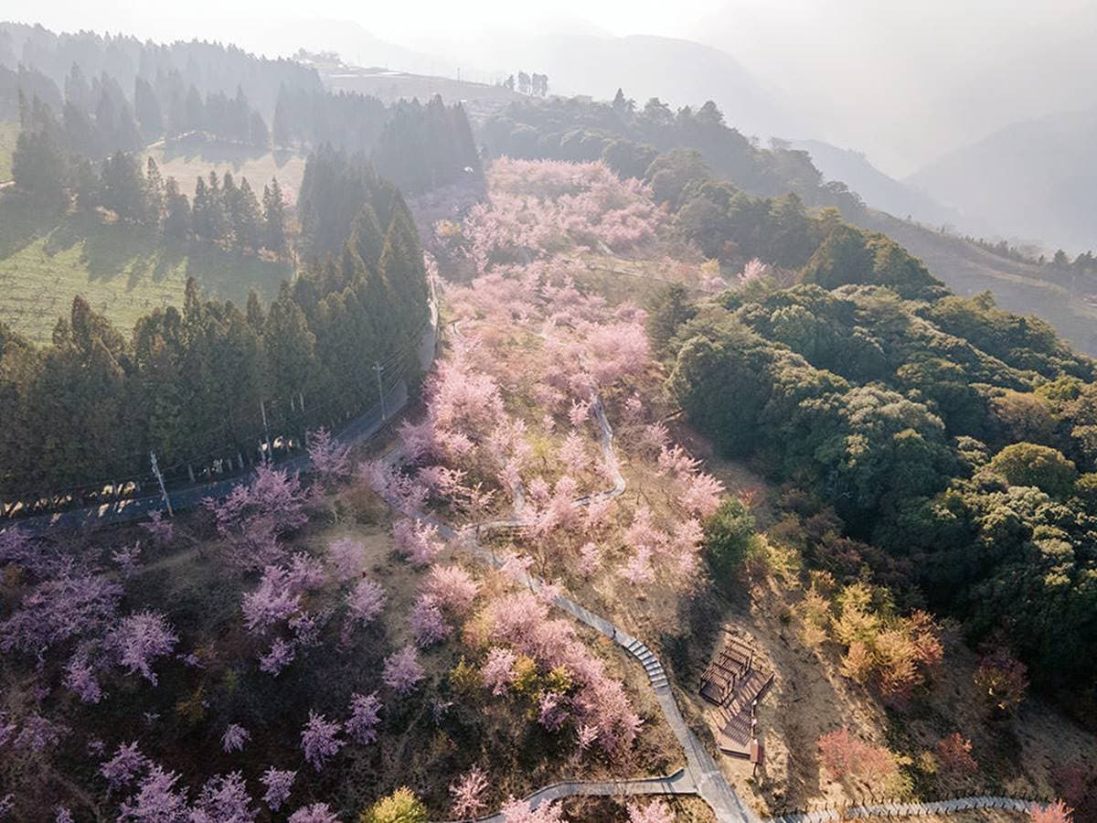 6000株粉櫻爆炸了！遠的要命農場「這天」浪漫開園，５大賞櫻景點秒飛日本
