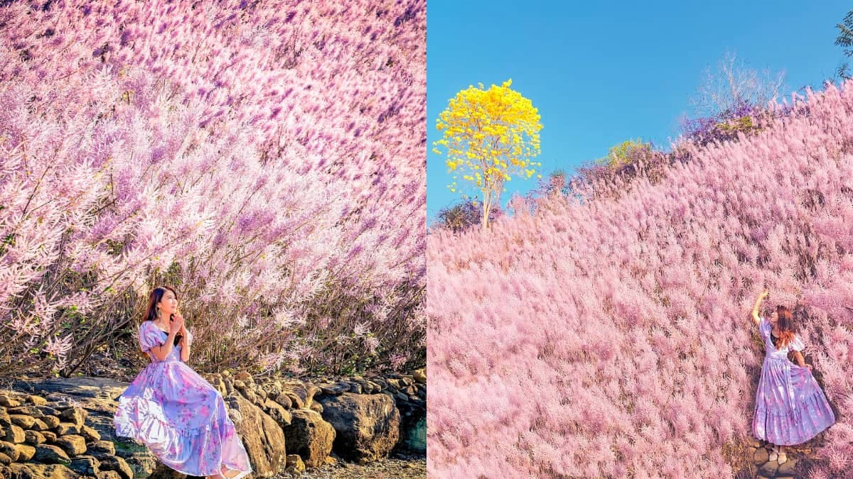 全台最美粉紅山丘「這天」回歸！3000坪粉紅麝香木花海美翻，100元拍到飽