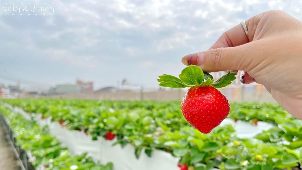 特定時節還有草莓可採，詳情以官方公告為主。（圖片來源：薇琪&吉米の生活小札記）