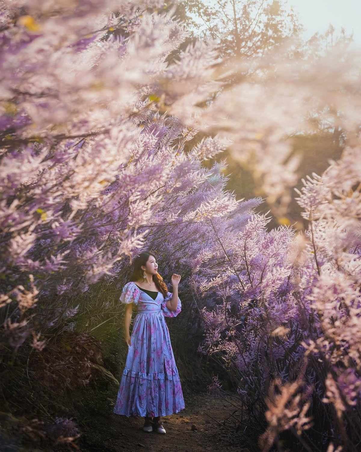 全台最美粉紅山丘「這天」回歸！3000坪粉紅麝香木花海美翻，100元拍到飽