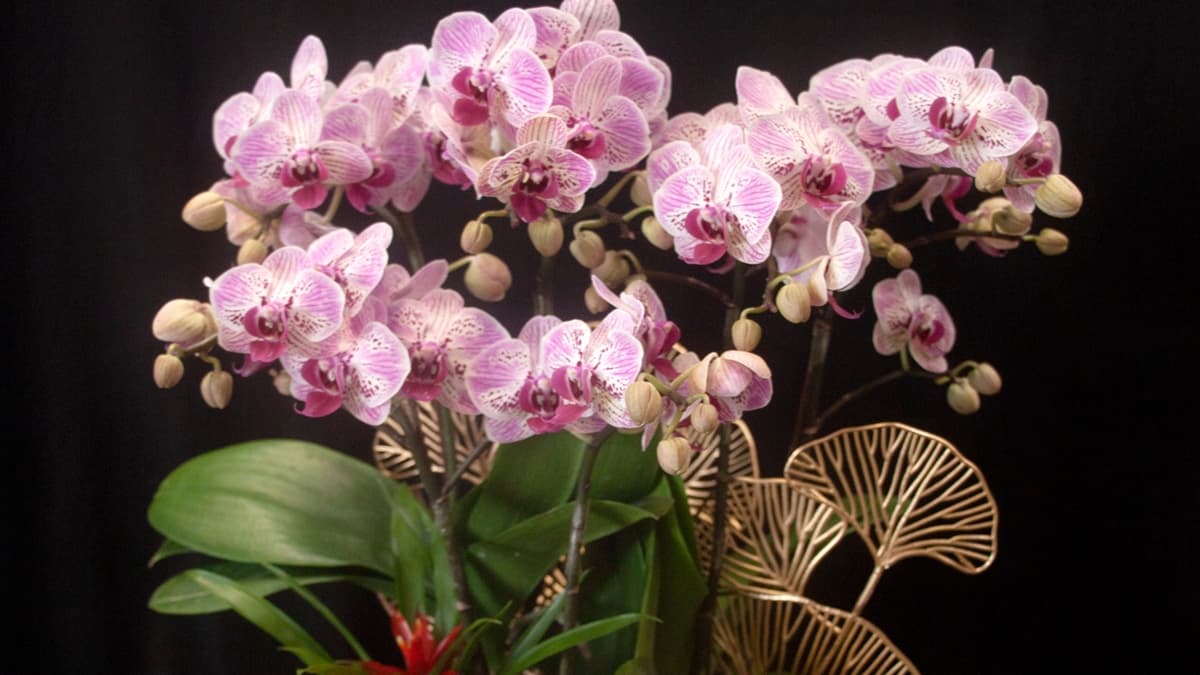 無論什麼款式，這裡都可以幫忙設計。（圖片來源：永芸花藝時尚設計）