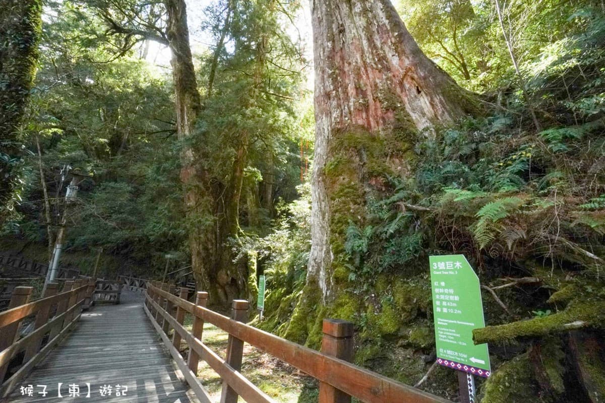 北部最大櫻花王在這！拉拉山小木屋窗景無敵，450元爽嗑專屬合菜