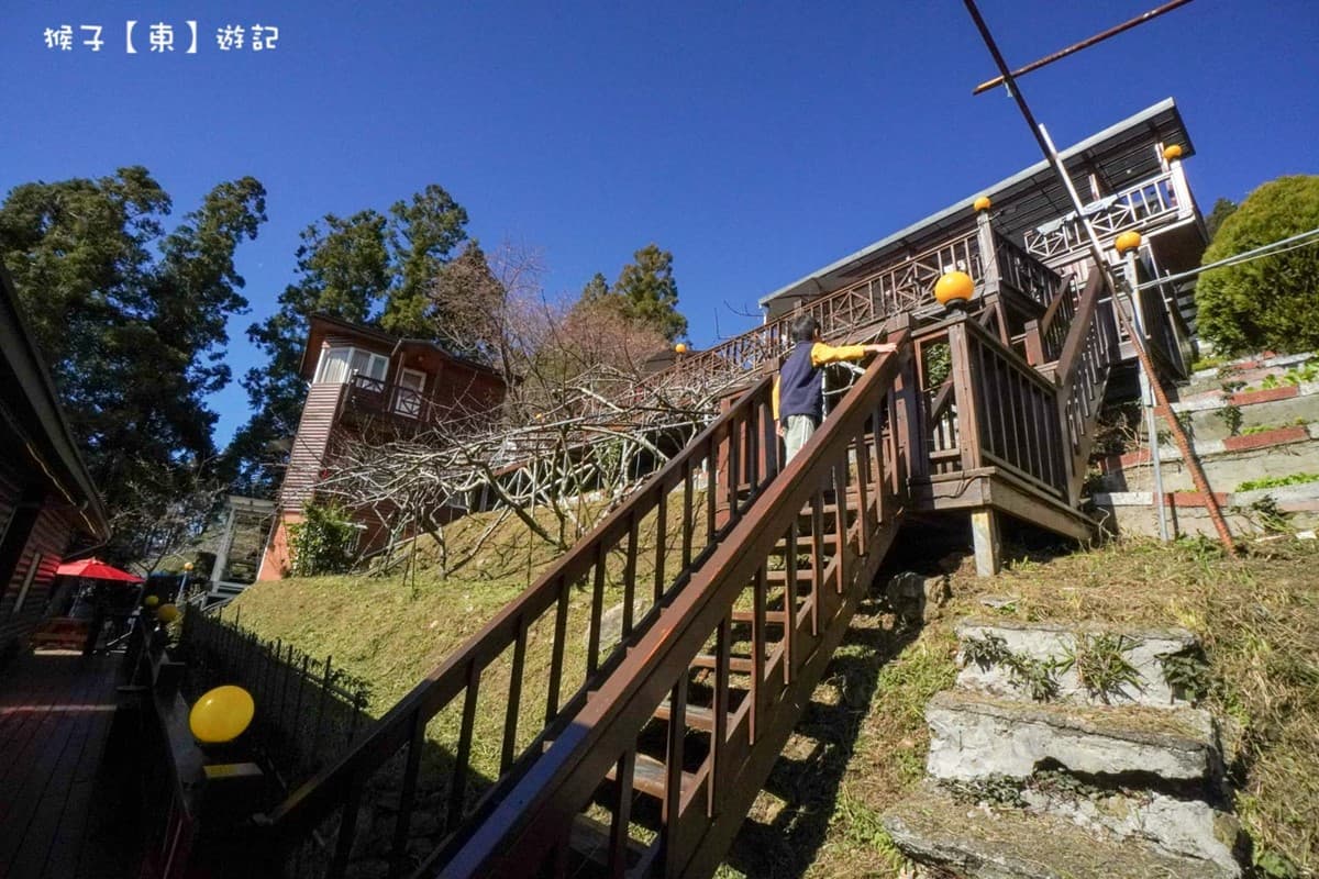 北部最大櫻花王在這！拉拉山小木屋窗景無敵，450元爽嗑專屬合菜