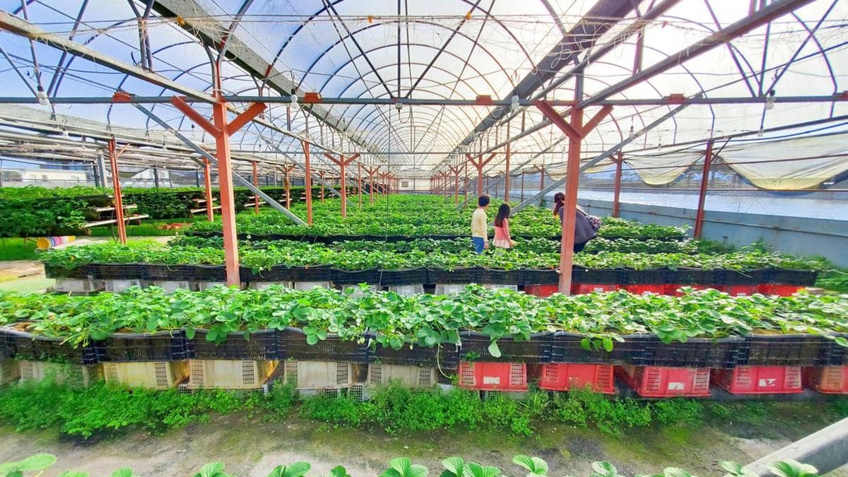 園內栽種近9000株草莓，以白草莓為主。（圖片來源：晨晨喬喬玩樂日記）