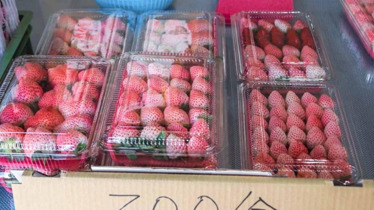 園區內的草莓品種很多，有豐香草莓、莓姬草莓、黑鑽草莓、白草莓等等。（圖片來源：蔣妮i拍）
