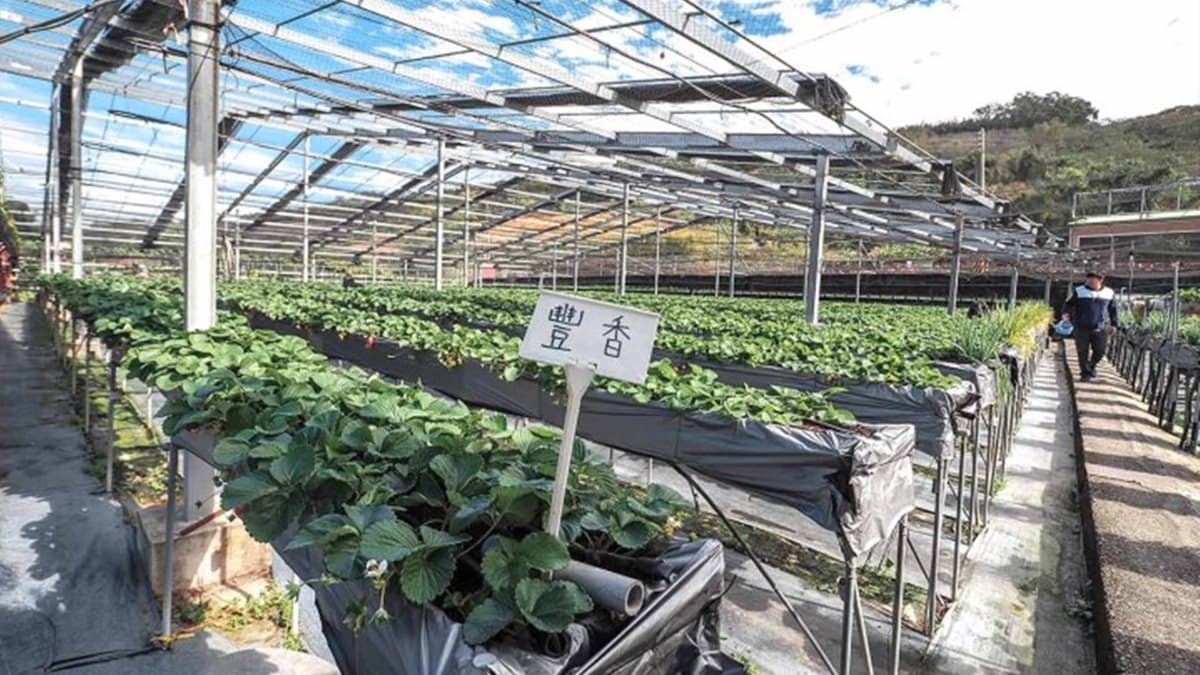 草莓園高達４層架，不用彎腰就能輕鬆採草莓！（圖片來源：蔣妮i拍）