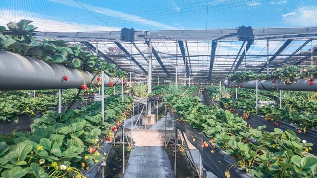 「大湖鴻運草莓園」主打以有機肥料栽種無毒草莓。（圖片來源：蔣妮i拍）