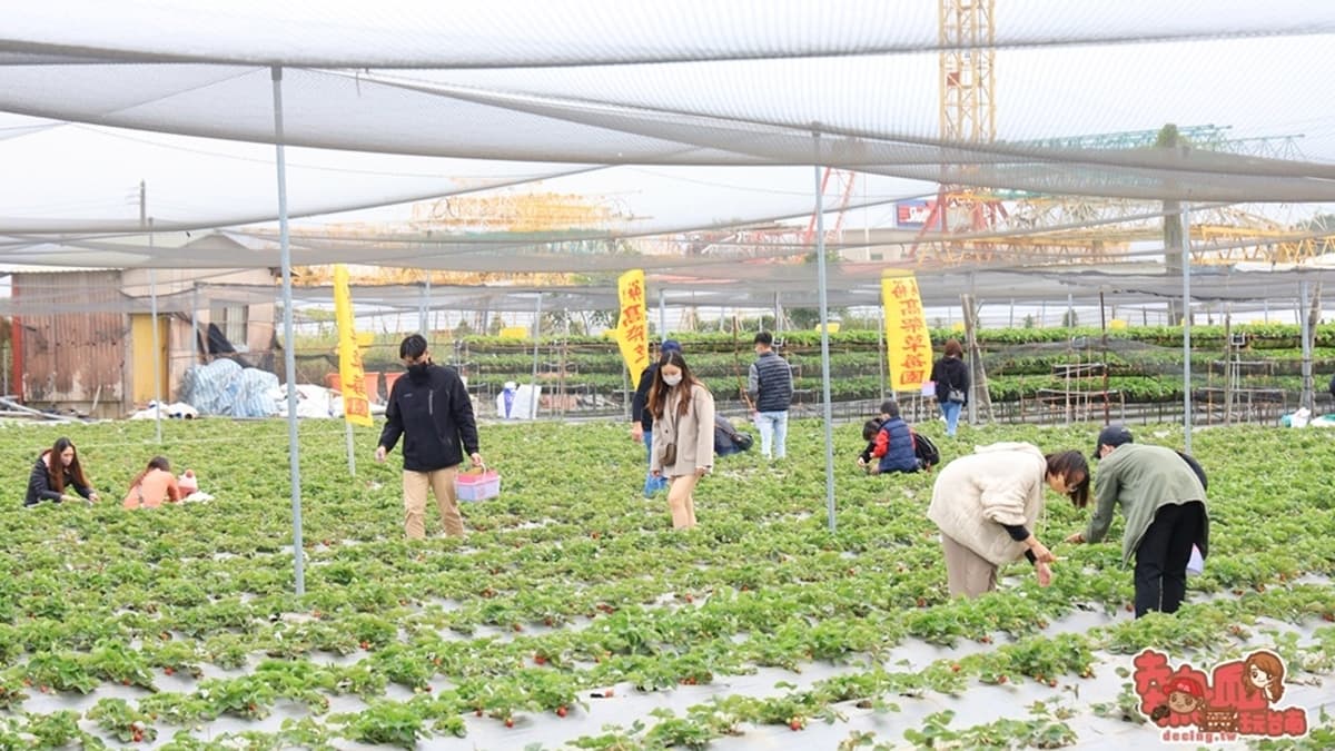 草莓園分為２區，一區是直接種植在泥土上的，另一區則是高架草莓區。（圖片來源：熱血玩台南。跳躍新世界）