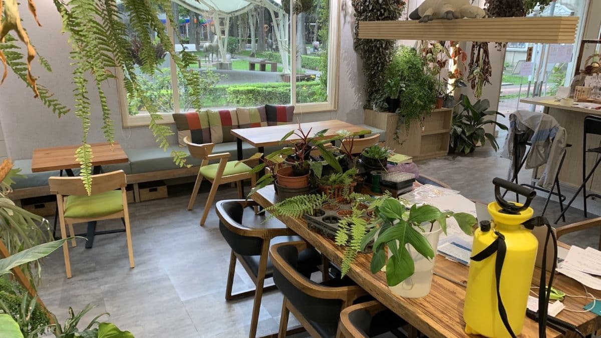 店內還有可愛的植栽環境，讓大家享受室內小綠地。（圖片來源：書帶蕨）