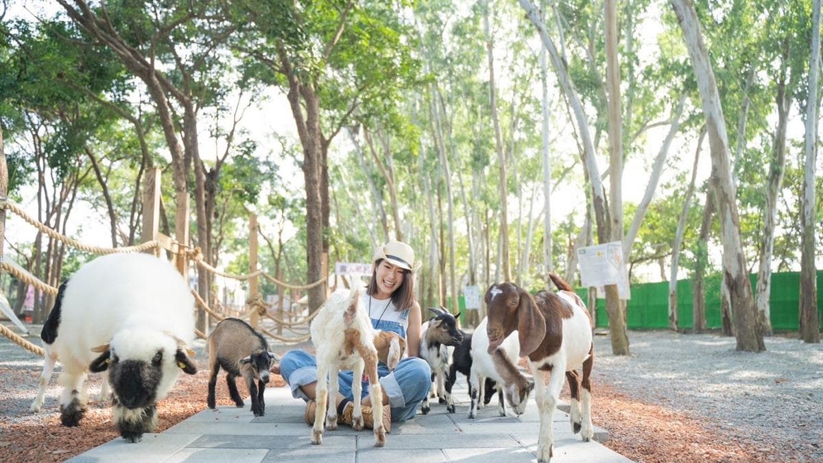 咩咩上樹萌寵樂園