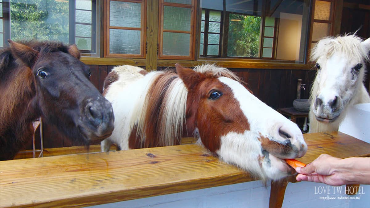 民宿還有養馬，可體驗餵馬的樂趣。（圖片來源：台灣住宿旅遊推薦）