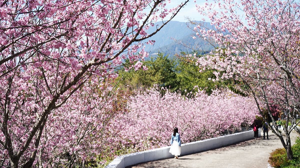 每逢櫻花季，餐廳旁的出入口就會開滿滿山滿谷的櫻花海。（圖片來源：阿捷的打飯班）