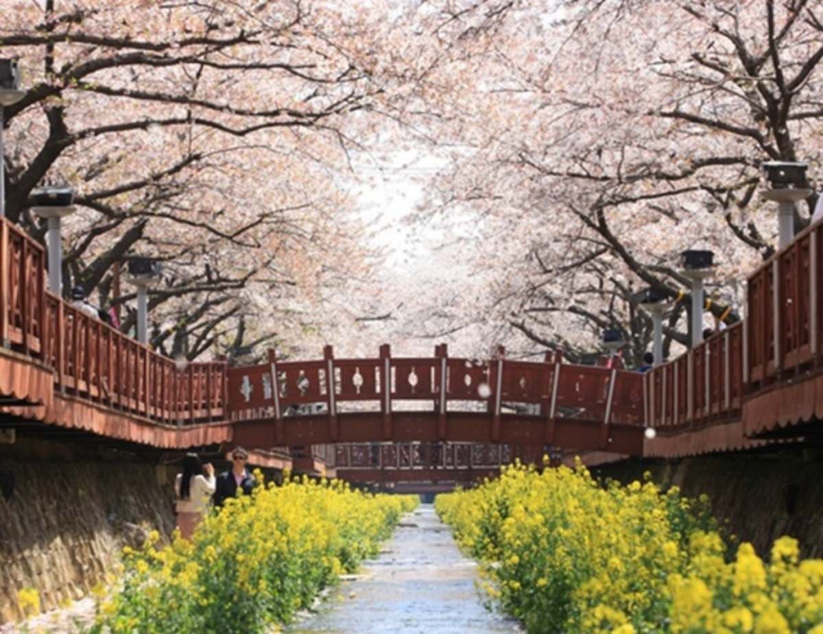 韓國最大櫻花節要來了！４天３夜「釜山賞櫻團」１萬８有找，清明連假快衝