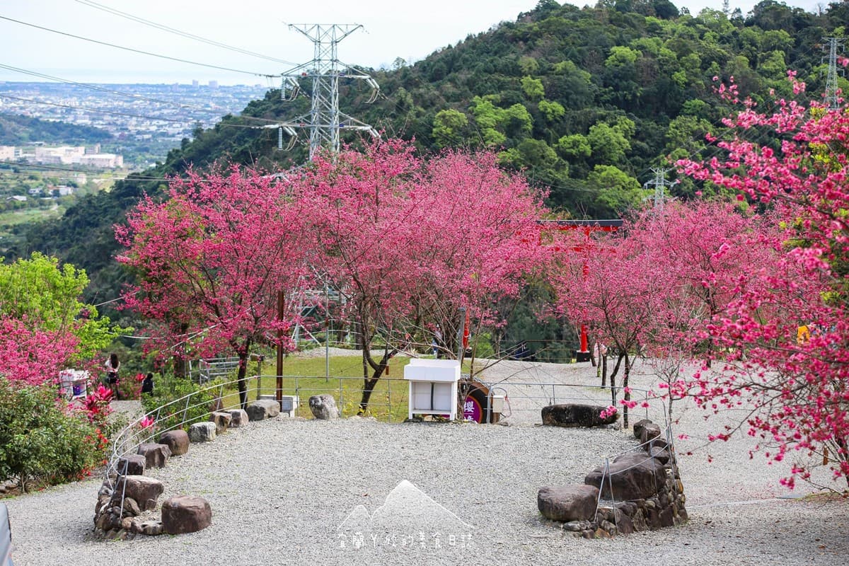 【新開店】月底前免費入園！宜蘭賞櫻祕境露營區，穿浴衣拍鳥居秒飛日本