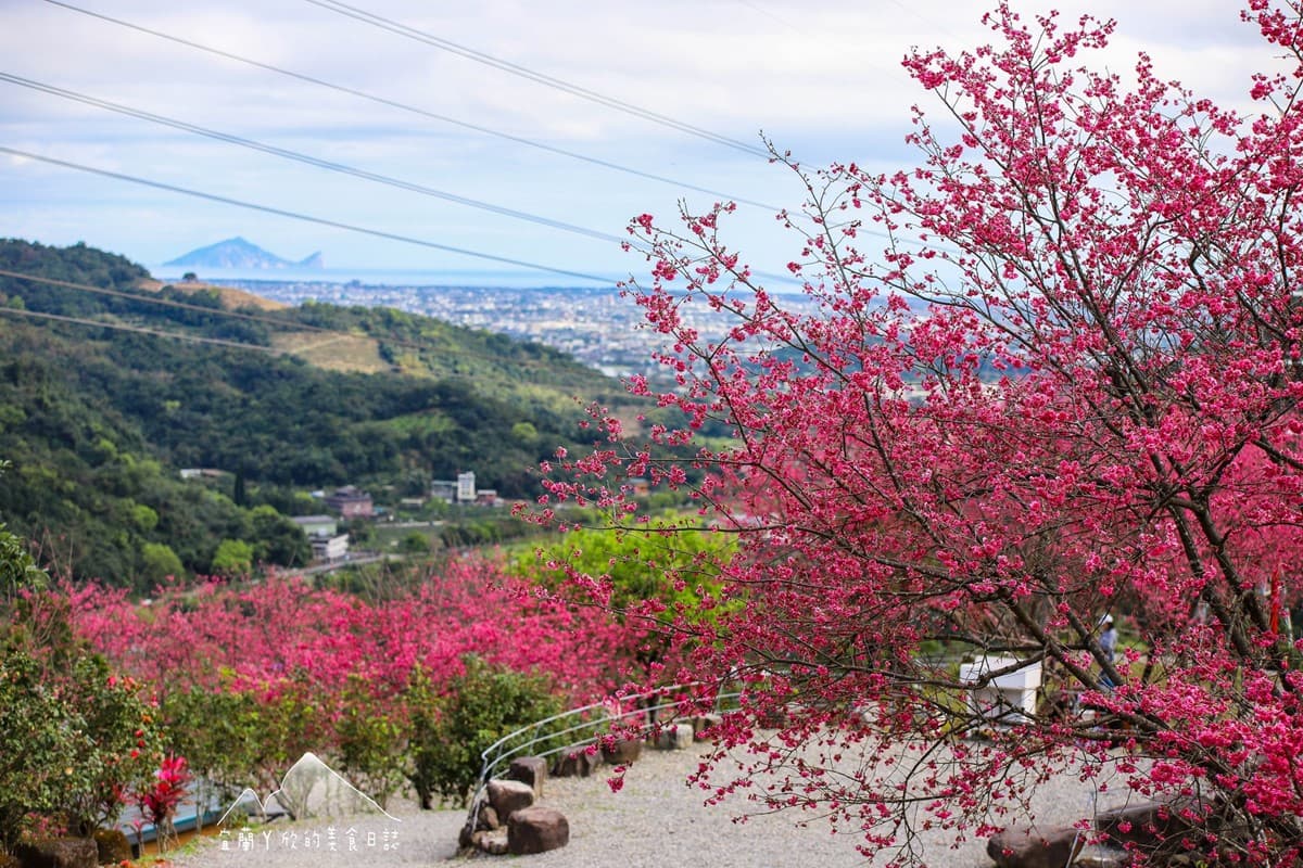 【新開店】月底前免費入園！宜蘭賞櫻祕境露營區，穿浴衣拍鳥居秒飛日本