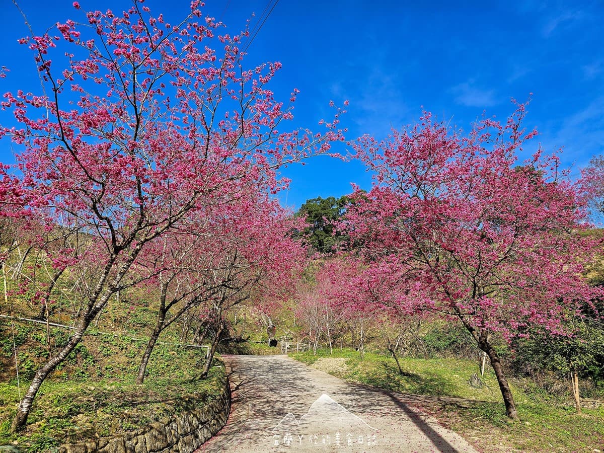 【新開店】月底前免費入園！宜蘭賞櫻祕境露營區，穿浴衣拍鳥居秒飛日本
