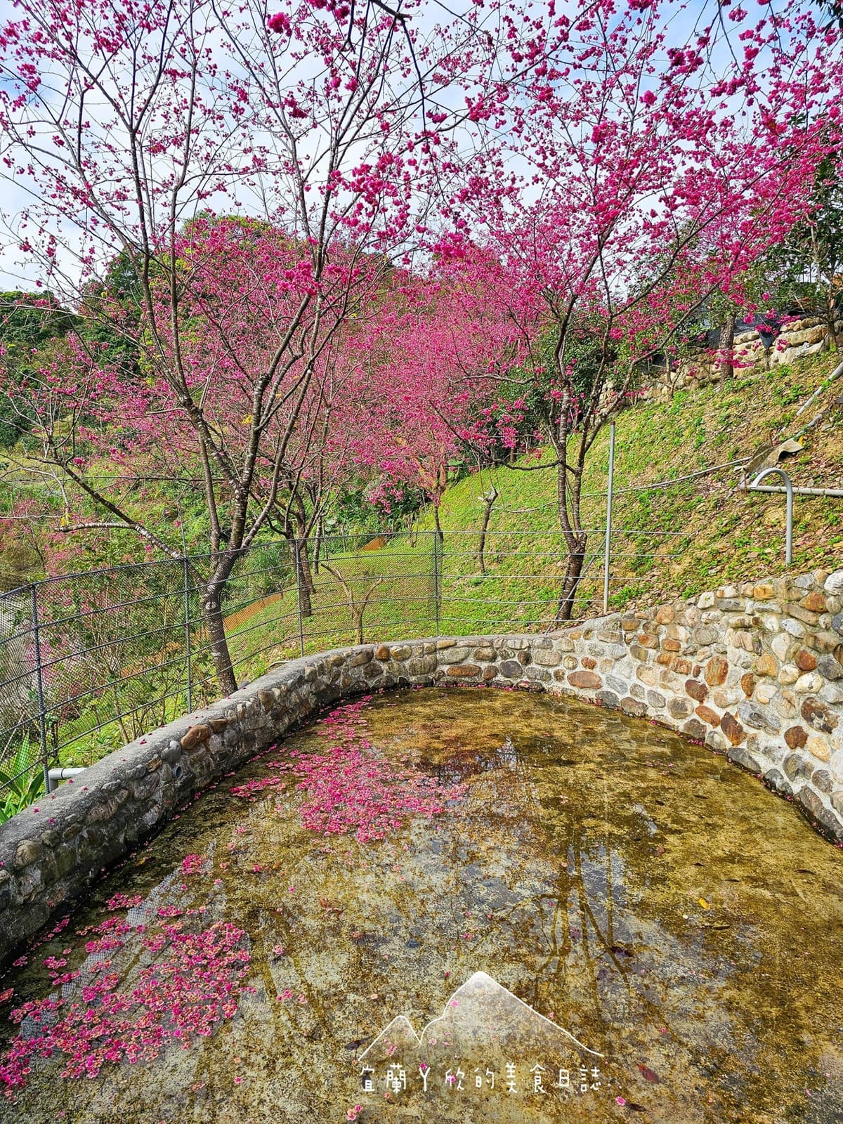 【新開店】月底前免費入園！宜蘭賞櫻祕境露營區，穿浴衣拍鳥居秒飛日本