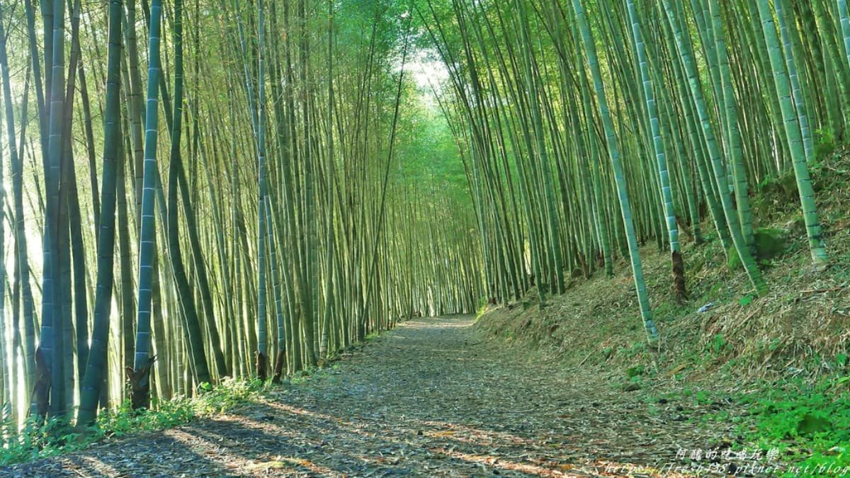民宿旁還有大片竹林，有如武俠劇世界。（圖片來源：阿醜的吃喝玩樂）