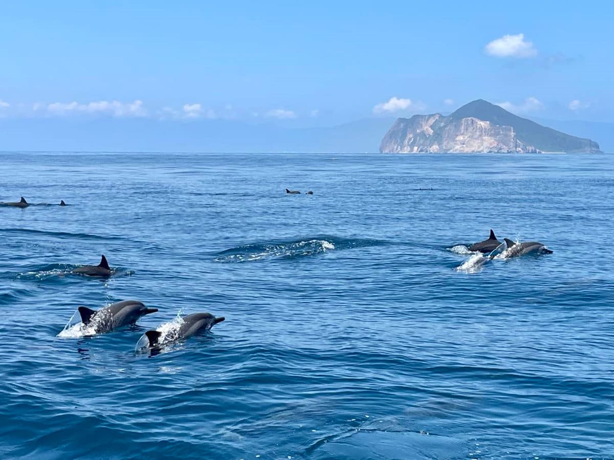 全球最酷「龜山島」限時開放！看完登島須知快搶訂，搭船賞鯨＋打卡牛奶湖