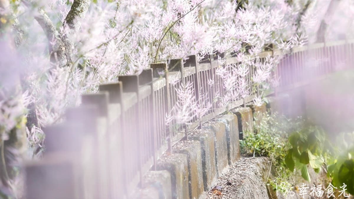 清水溝溪麝香木花道