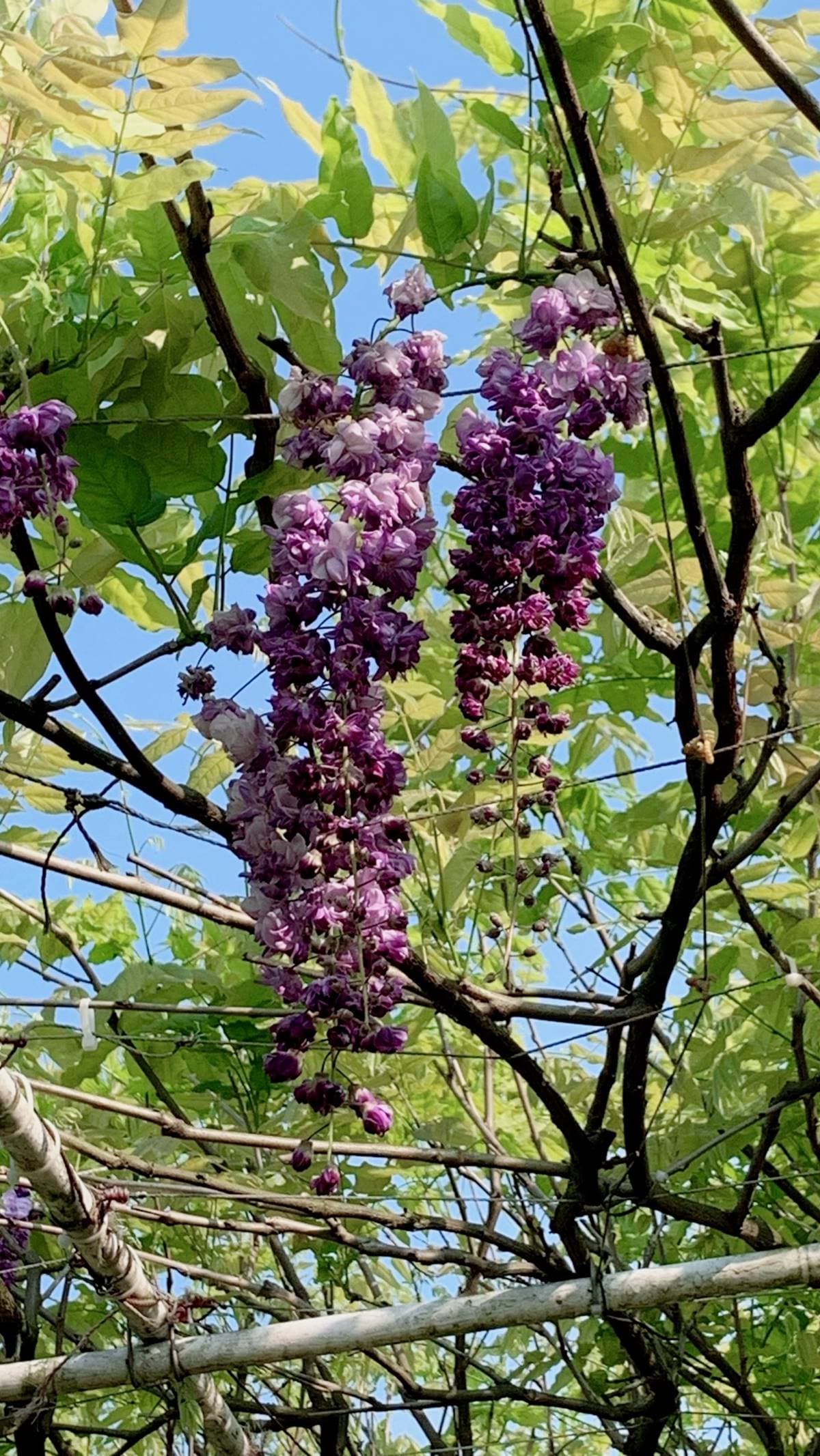 全台最大紫藤花園「這天」開放！破萬坪超好拍，加碼開追６處仙氣花海