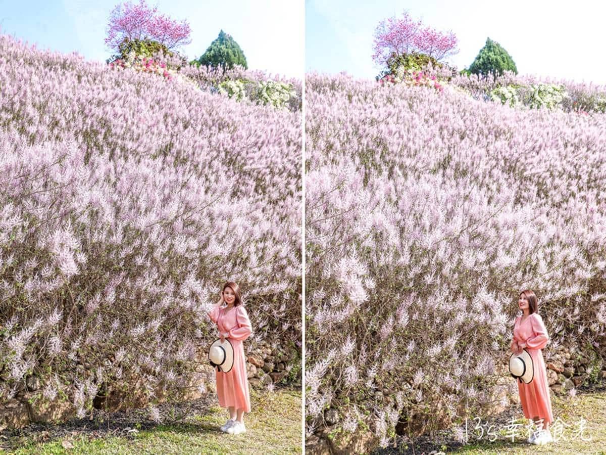 全台最大紫藤花園「這天」開放！破萬坪超好拍，加碼開追６處仙氣花海