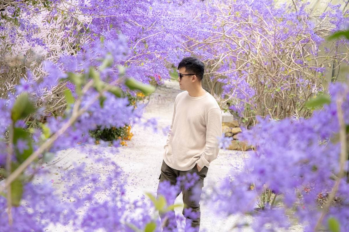 全台最大紫藤花園「這天」開放！破萬坪超好拍，加碼開追６處仙氣花海