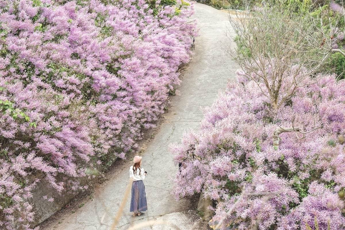 全台最大紫藤花園「這天」開放！破萬坪超好拍，加碼開追６處仙氣花海