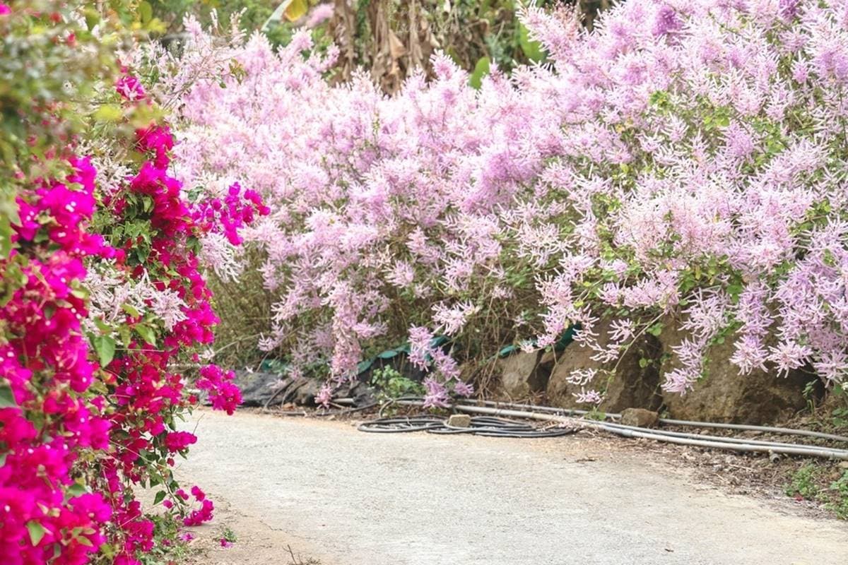 全台最大紫藤花園「這天」開放！破萬坪超好拍，加碼開追６處仙氣花海