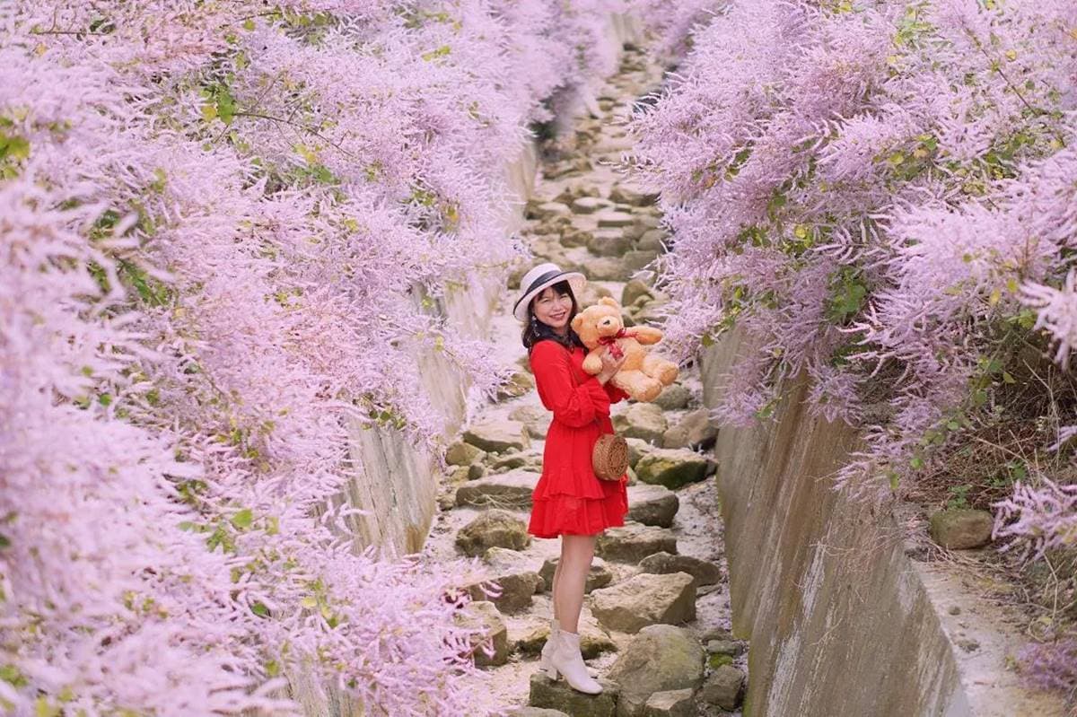 全台最大紫藤花園「這天」開放！破萬坪超好拍，加碼開追６處仙氣花海