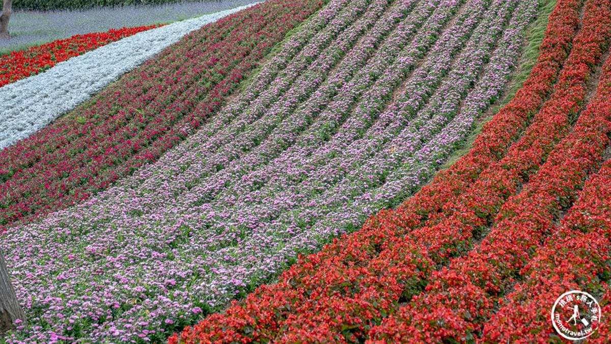 公園使用超過９萬盆花草交錯種植，仿日本富良野花海設計。（圖片來源：桃桃's旅人手札）