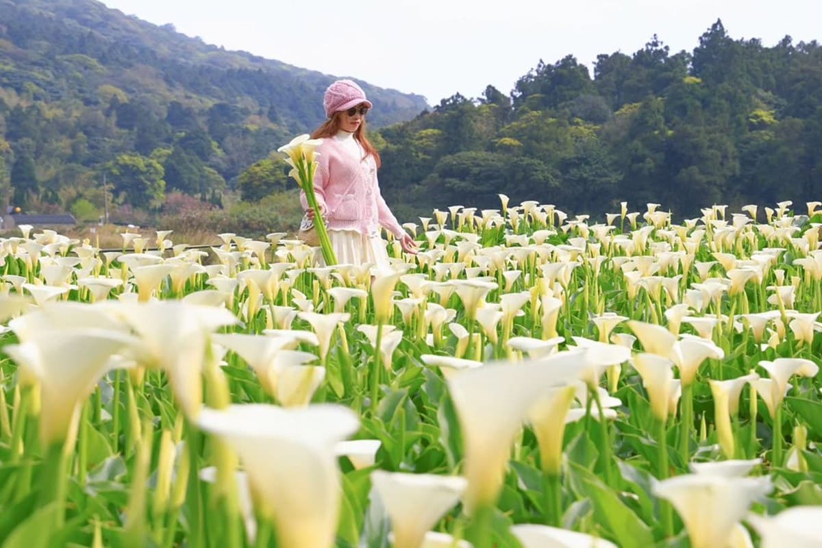 2024竹子湖海芋季「這天」登場!童趣造景免費拍,加碼台北3大限定花海快追 2024竹子湖海芋季「這天」登場!童趣造景免費拍,加碼台北3大限定花海快追