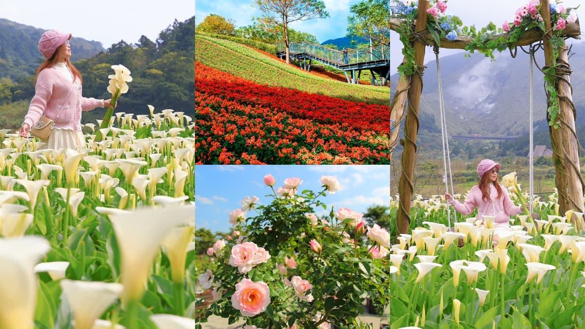 2024竹子湖海芋季「這天」登場！童趣造景免費拍，加碼台北３大限定花海快追