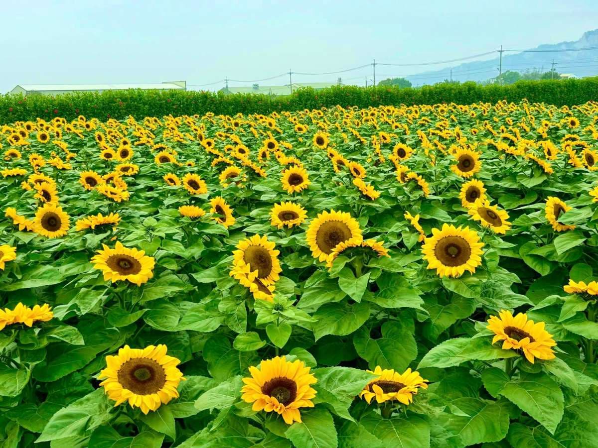 「烤肉吃到飽＋賞花」最低240元！破２萬坪鬱金香、百合花海在這，快免費拍爆