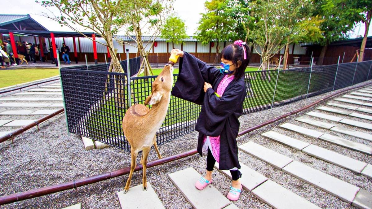 來到「張美阿嬤農場」，可以體驗餵小梅花鹿喝奶。（圖片來源：史努比遊樂園）