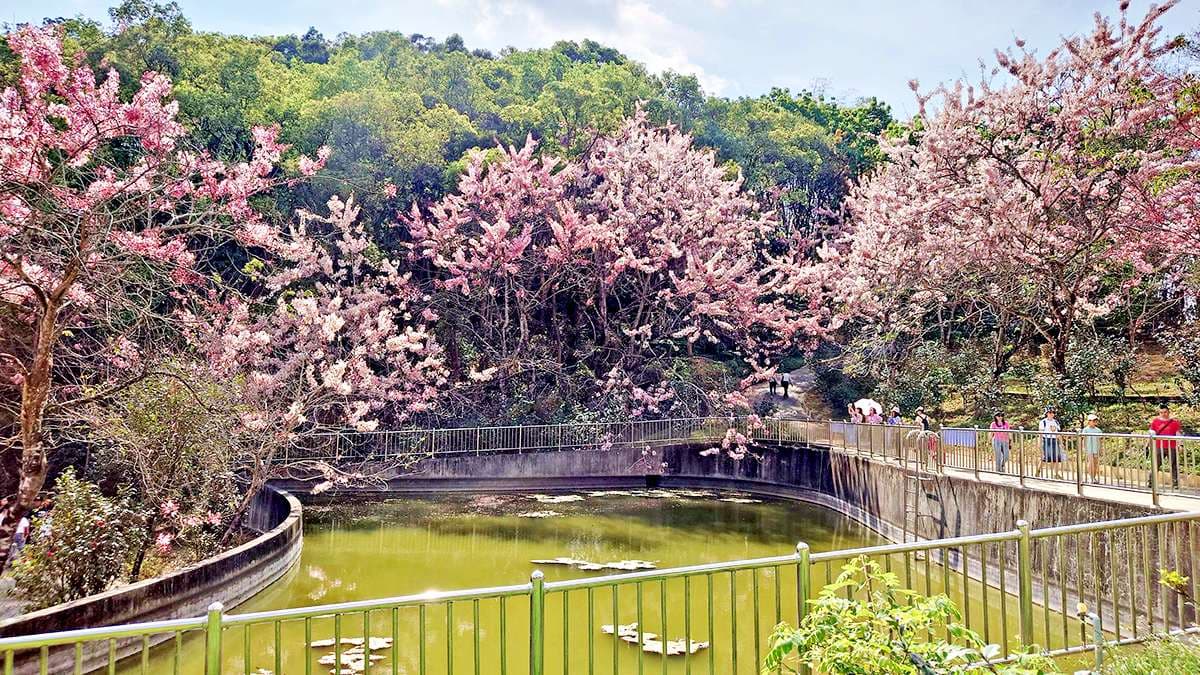 蓄水池四周也圍繞著花旗木。（圖片來源：阿捷的打飯班）