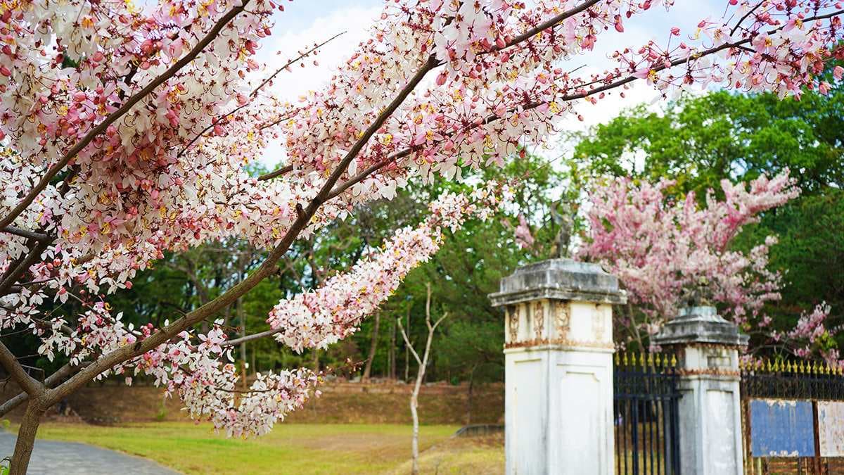 0元免費拍!高雄神祕「花旗木園區」快閃開放,「這角度」拍出偽富士山美照 0元免費拍!高雄神祕「花旗木園區」快閃開放,「這角度」拍出偽富士山美照