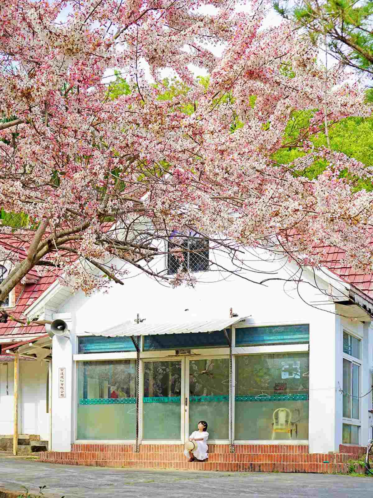 0元免費拍!高雄神祕「花旗木園區」快閃開放,「這角度」拍出偽富士山美照 0元免費拍!高雄神祕「花旗木園區」快閃開放,「這角度」拍出偽富士山美照