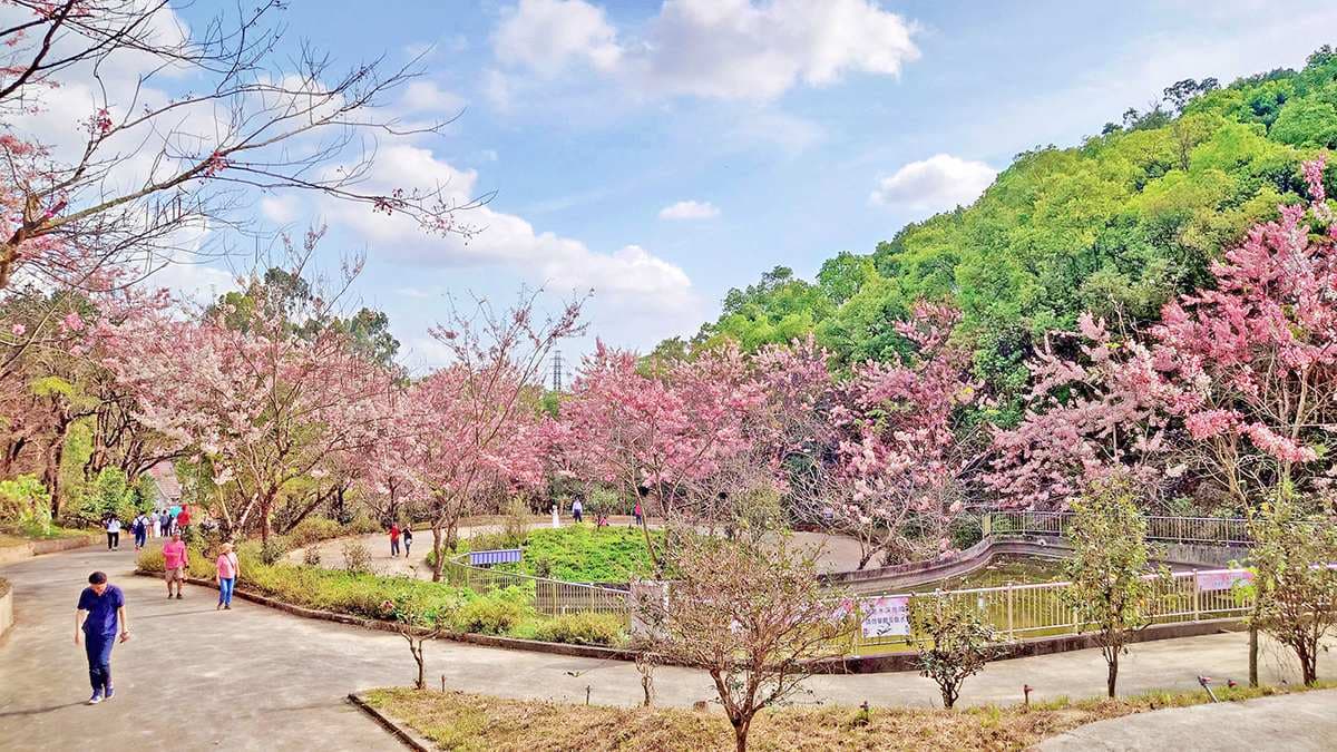0元免費拍!高雄神祕「花旗木園區」快閃開放,「這角度」拍出偽富士山美照 0元免費拍!高雄神祕「花旗木園區」快閃開放,「這角度」拍出偽富士山美照