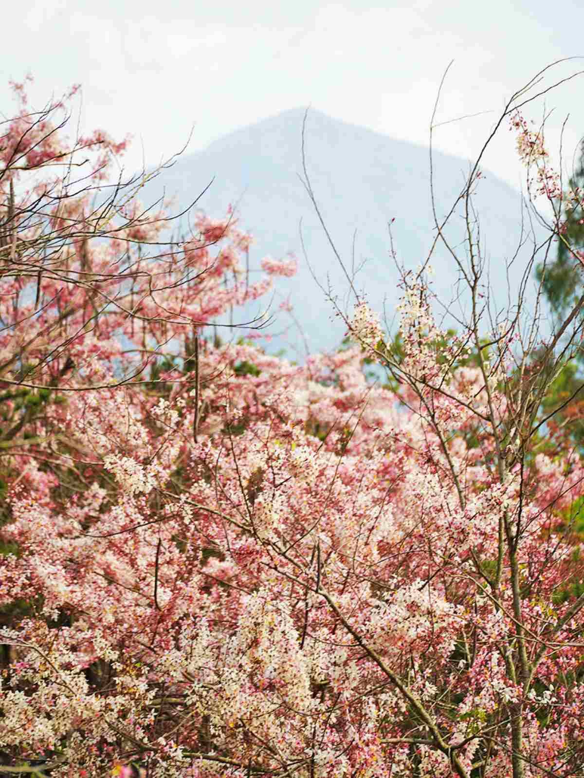 0元免費拍!高雄神祕「花旗木園區」快閃開放,「這角度」拍出偽富士山美照 0元免費拍!高雄神祕「花旗木園區」快閃開放,「這角度」拍出偽富士山美照