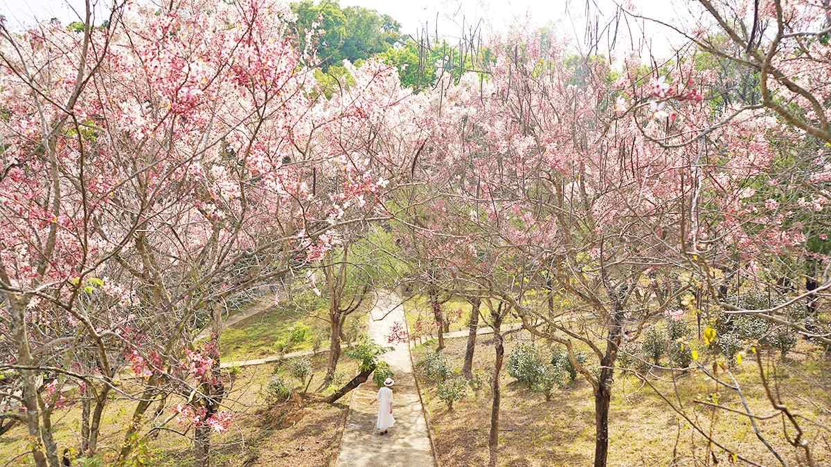 0元免費拍!高雄神祕「花旗木園區」快閃開放,「這角度」拍出偽富士山美照 0元免費拍!高雄神祕「花旗木園區」快閃開放,「這角度」拍出偽富士山美照