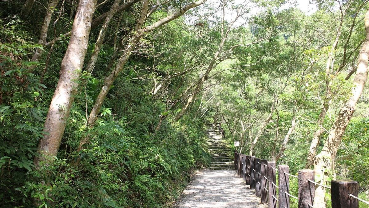 走在森林步道中，樹蔭點點，這裡可是森林浴最佳場域呢。（圖片來源：Vicky媽媽的遊樂園）