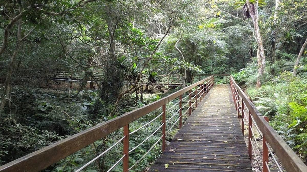 野餐景觀步道有許多姑婆芋及蕨類植物，為螢火蟲觀賞地點。（圖片來源：林業署花蓮分署）