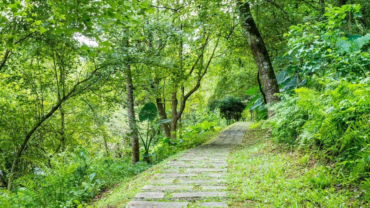 池南國家森林遊樂區保存在花蓮鯉魚潭畔園區中。（圖片來源：林業署花蓮分署）